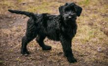 Giant Schnauzer puppies!