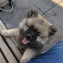 Gorgeous Keeshond Puppies available