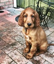 Healthy special Irish Setter Puppies For Adoption