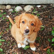 Lovely Male and Female Nova Scotia Duck Tolling Retriever Available