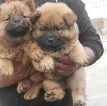 Male and Female Chow Chow Puppies For Adoption