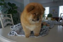 Male and Female Chow Chow Puppies For Adoption