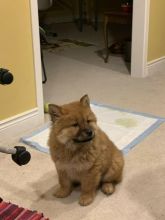 Male and Female Chow Chow Puppies For Adoption