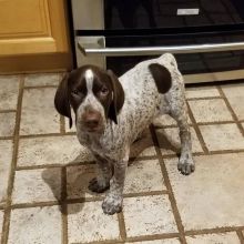 Male and Female German Shorthaired Pointer Puppies