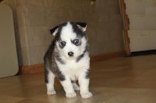 Male and Female Pomsky Puppies For Adoption