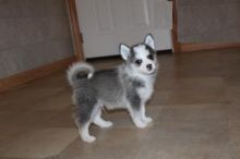 Male and Female Pomsky Puppies For Adoption