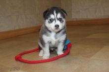 Male and Female Pomsky Puppies For Adoption