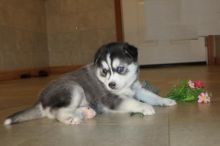 Male and Female Pomsky Puppies For Adoption