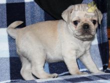 Male and Female Pug Puppies For Adoption