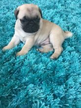 Male and Female Pug Puppies For Adoption