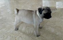 Male and Female Pug Puppies For Adoption