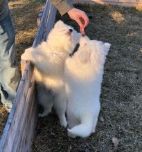 Male and Female Samoyed Puppies For Adoption