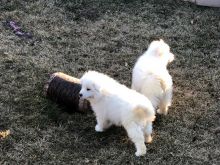 Male and Female Samoyed Puppies For Adoption