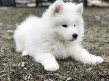 Male and Female Samoyed Puppies For Adoption