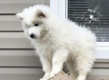 Male and Female Samoyed Puppies For Adoption