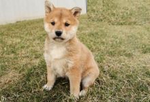 Male and Female Shiba Inu Puppies For Adoption