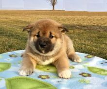 Male and Female Shiba Inu Puppies For Adoption