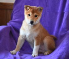 Male and Female Shiba Inu Puppies For Adoption
