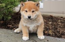 Male and Female Shiba Inu Puppies For Adoption