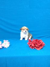 Male and Female Welsh Corgi Puppies For Adoption