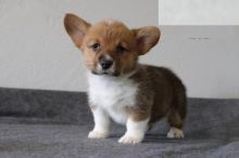 Male and Female Welsh Corgi Puppies For Adoption