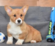 Male and Female Welsh Corgi Puppies For Adoption