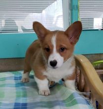 Male and Female Welsh Corgi Puppies For Adoption