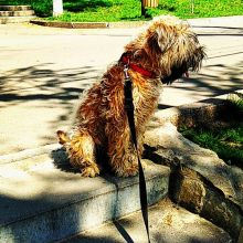 Purebred Soft Coated Wheaten Terrier Puppies Available