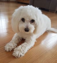 Super Adorable CKC Coton de Tulear