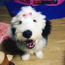 Well Trained Precious Old English Sheepdog Puppies