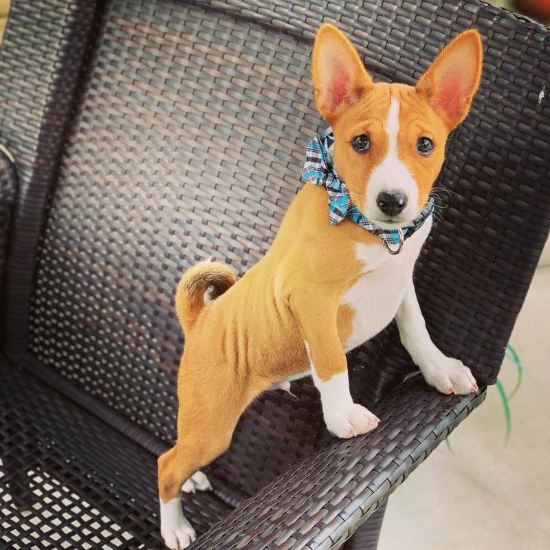 Afectionate free Basenji Puppies Image eClassifieds4u