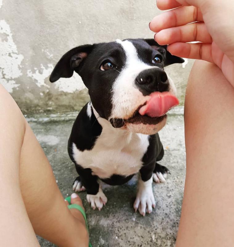 Gorgeous English Staffordshire Bull Terrier puppies available Image eClassifieds4u