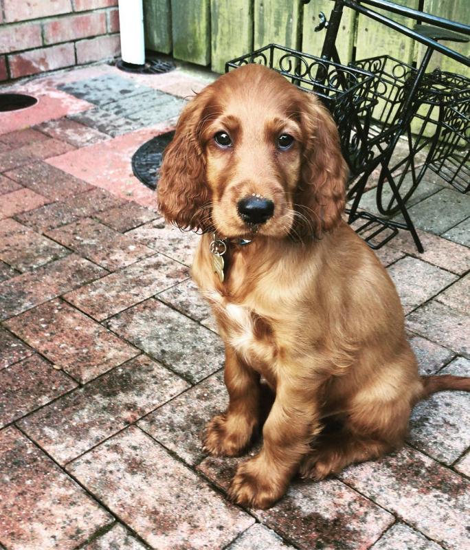 Healthy special Irish Setter Puppies For Adoption Image eClassifieds4u