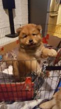 Male and Female Chow Chow Puppies For Adoption Image eClassifieds4U