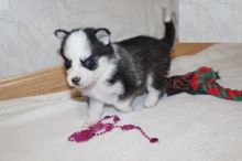 Male and Female Pomsky Puppies For Adoption Image eClassifieds4U