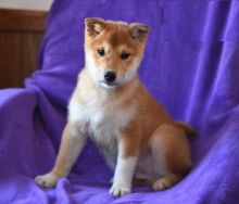 Male and Female Shiba Inu Puppies For Adoption Image eClassifieds4U