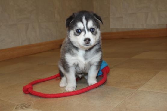 Male and Female Pomsky Puppies For Adoption Image eClassifieds4u