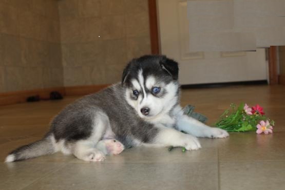 Male and Female Pomsky Puppies For Adoption Image eClassifieds4u