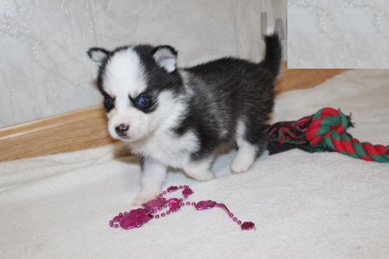 Male and Female Pomsky Puppies For Adoption Image eClassifieds4u