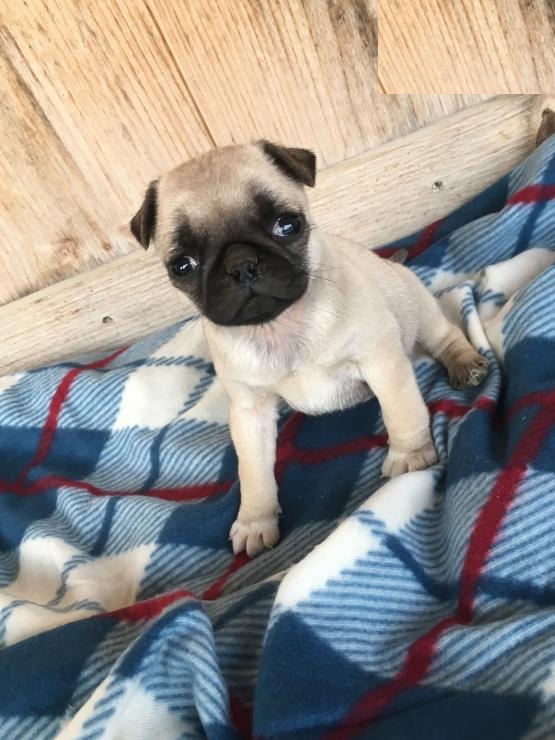 Male and Female Pug Puppies For Adoption Image eClassifieds4u