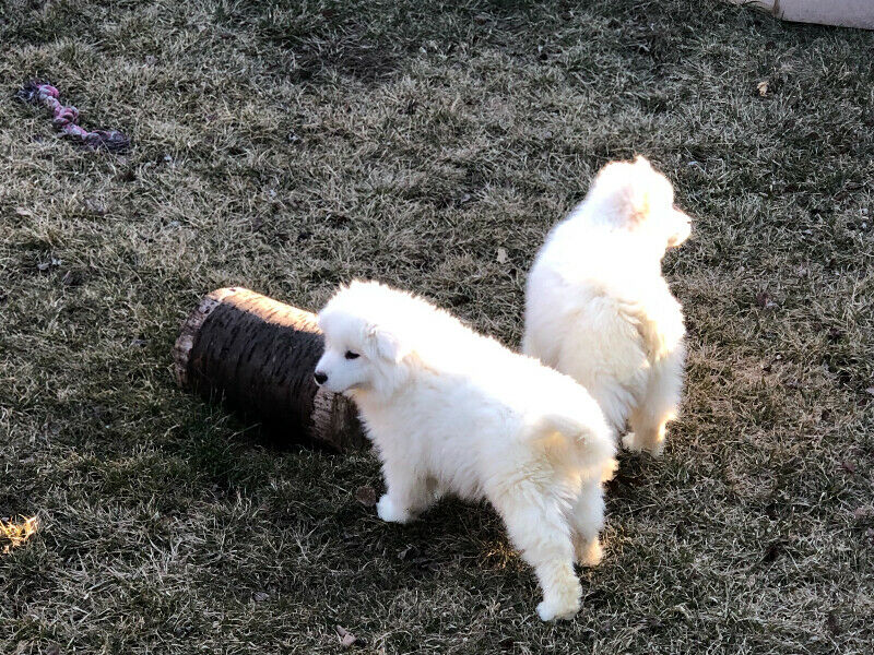 Male and Female Samoyed Puppies For Adoption Image eClassifieds4u