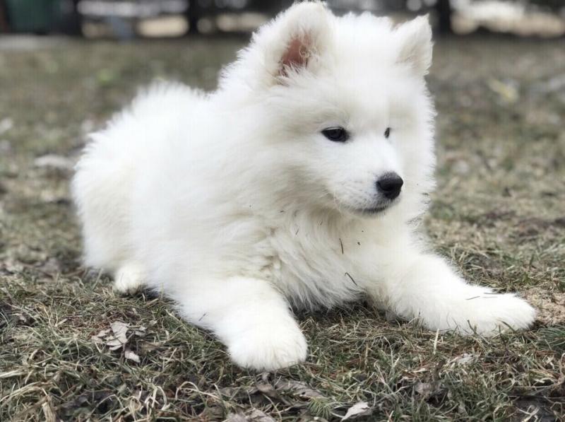 Male and Female Samoyed Puppies For Adoption Image eClassifieds4u