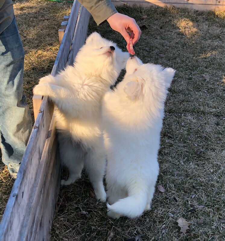 Male and Female Samoyed Puppies For Adoption Image eClassifieds4u