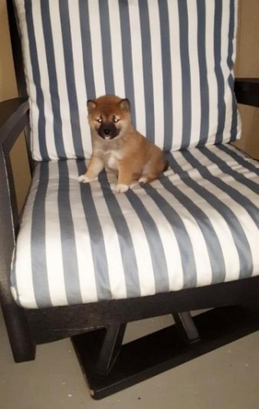 Male and Female Shiba Inu Puppies For Adoption Image eClassifieds4u