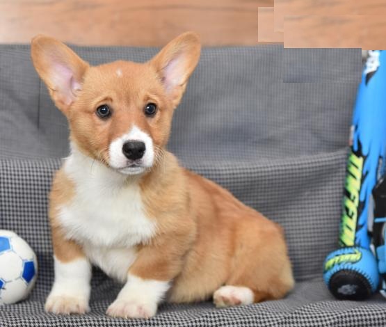 Male and Female Welsh Corgi Puppies For Adoption Image eClassifieds4u