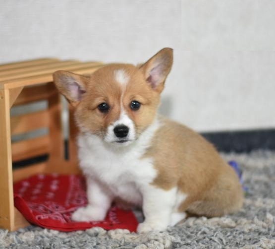 Male and Female Welsh Corgi Puppies For Adoption Image eClassifieds4u