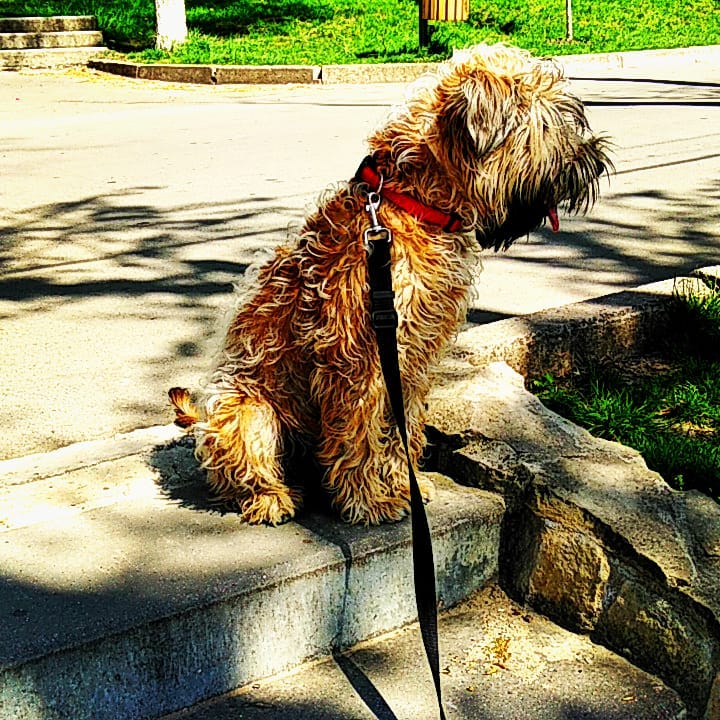 Purebred Soft Coated Wheaten Terrier Puppies Available Image eClassifieds4u