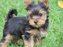 Yorkie puppies, will remain small at full growth