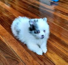 Pomsky puppies available. A small fee is applicable Image eClassifieds4u 2