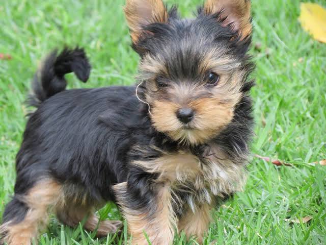 Yorkie puppies, will remain small at full growth Image eClassifieds4u